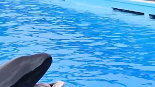 Jessica dolphin