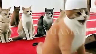 Even cats pray, have you prayed or not?