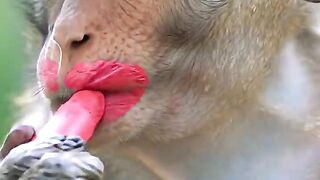 Monkey makeup funny video