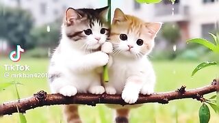 Kamal cat