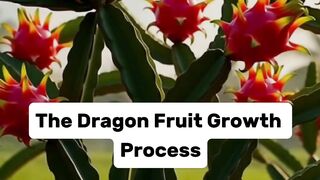 Dragon Fruit Growth Process