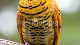Merdu suara burung di pagi hari