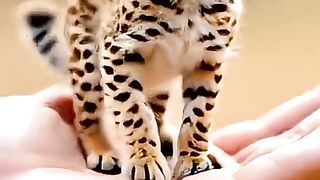 Cheetah Cubs First Step  shorts short shortvideo shortsvideo shortsfeed shortsviral viral