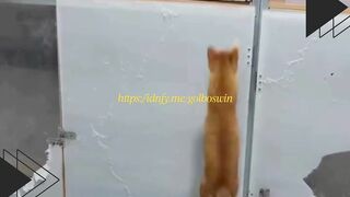 Kucing Iri Mode ON Lihat Temannya Makan Langsung Ikutan Manjat!