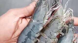 Freshwater shrimp ready to harvest