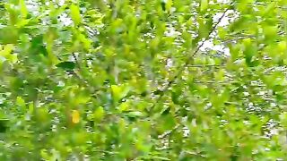 The clove plantation is ready for harvest.