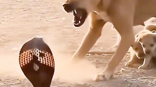 Dog Bravely Faces a Cobra to Protect Her Puppies!