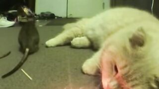 This cat lights firecrackers like a human  -