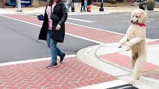 Funny Dog Walking Like a Human!  Two-Leg Walking Dog Surprises Everyone!