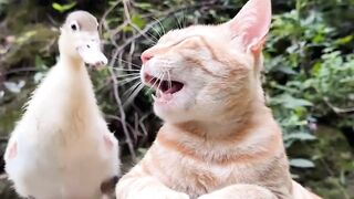 Funny Cat and Duckling Moment  When Playtime Gets Too Real!FunnyAnimals CuteMoments