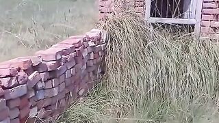 FHGFDHS
