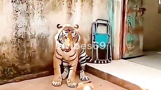 The Cat That Terrifies Tigers!