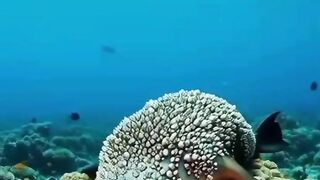 Anjing Laut yang Tubuhnya Dipenuhi Parasit (Tritips)