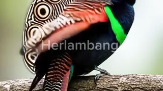 Burung langkalangka burung unik