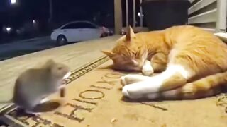 Tunggu sampai akhir.