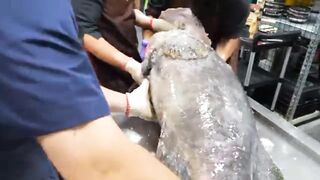 the skill of cutting giant fish