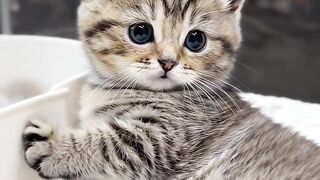 AsmrVlog