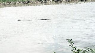 Crocodile