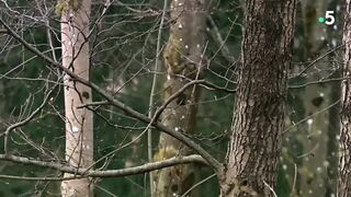 Tupai Lucu dan menggemaskan.