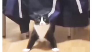 Hilarious Cat Fails  Funniest Kitten Moments!