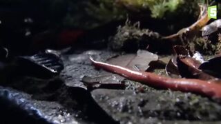 Lintah merah meneLan uLar besar.