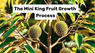 Mini Durian Tree Growth Process