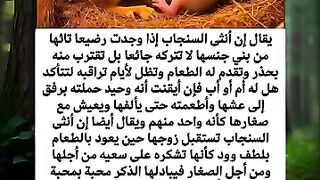 معلومات عن السناجب