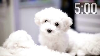 Pawsitively Adorable! Best Cute Puppy Moments Compilation (5 Mins of Joy!)