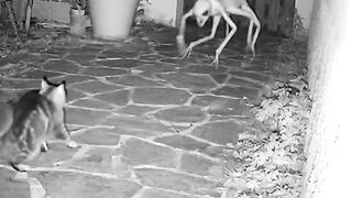This Night Camera Captures a Strange Creature! The Cat Immediately Flees!