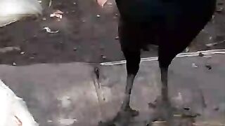 Keep pets in the backyard