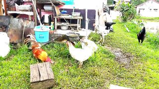 Marab hayam ingon ingon di kampung