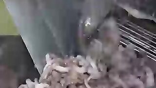 amazing octopus processing process