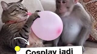 malah cosplay  funny reaction cat