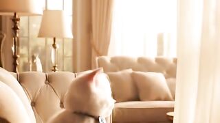 Kittens Birthday Surprise