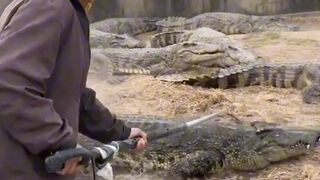 crocodile