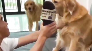Funny animals short compilation part - 12
