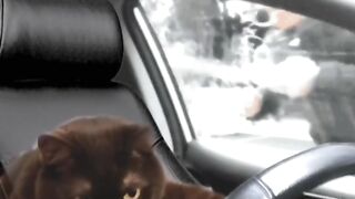Cute Cat Doing Adorable Stunts "Kucing Lucu Melakukan Aksi Menggemaskan"