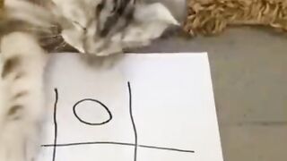 Funny animals short compilation part - 13