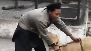 Lion with man funy clip