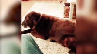 Funny animals short compilation part - 14