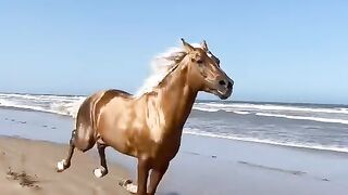 Horse fast runing video