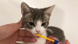 Cat a bathing