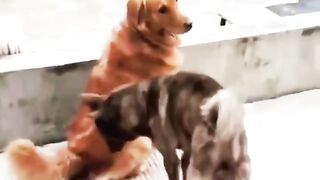 Melhores videos engraçados!!