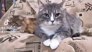 Funny cats