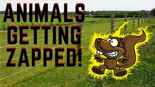 Animals Getting Shocked with Funny Sound Effects!!