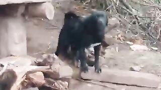Ladaki dog