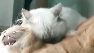 The surprised cat. Funny