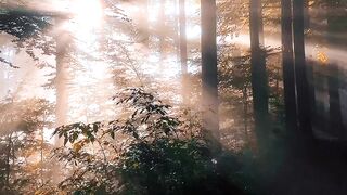 Forest pro