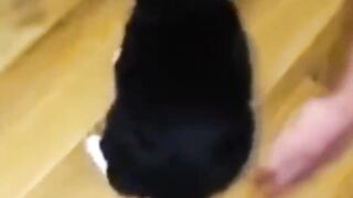 Funny flying cat. Fun
