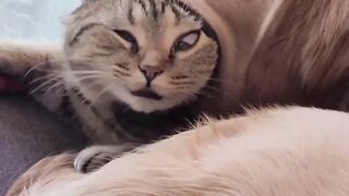 The unlucky cat is so cute. Funny